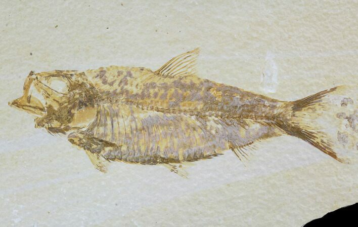 Detailed Fossil Fish (Knightia) - Wyoming #88563